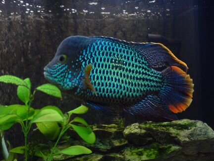 Акара бирюзовая (пара ) из питомника акарашоп