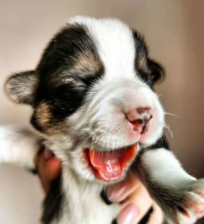 Щенки корги к Новому году