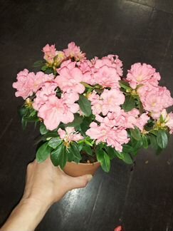 Азалия Симси розовая