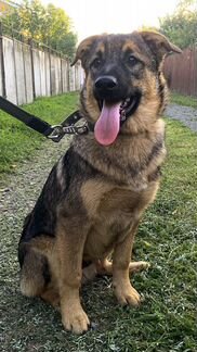 Щенок Слиппи в добрые руки