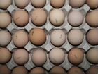 Инкубационное яйцо из Европы и Канады 2021-2022