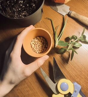 Каланхоэ в керамическом горшке