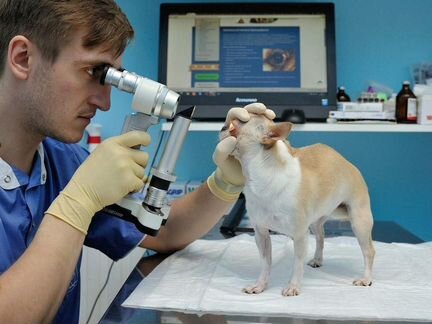 Ветеринарный врач выезд 24 часа