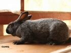 Кролики Серебро Кашира объявление продам