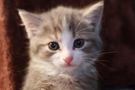 Симпатичный котёнок