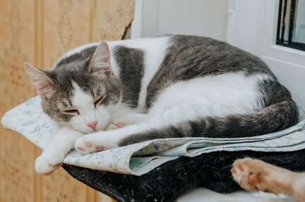 Особенная Мышка