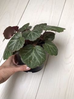 Бегония (Камнеломка плетеносная)