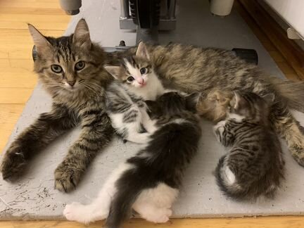 Котята отдам в добрые руки бесплатно(мальчик и дев