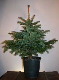 Русская ель (обыкновенная) в горшке