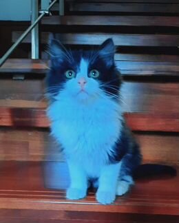 Пушистая крошка ищет семью