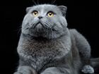 Вязка шотландский вислоухий кот Scottish Fold объявление продам