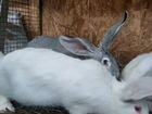 Кролики панноны объявление продам