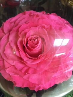 Роза в колбе, премиум