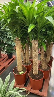 Драцена Массанжеана Н 140 см