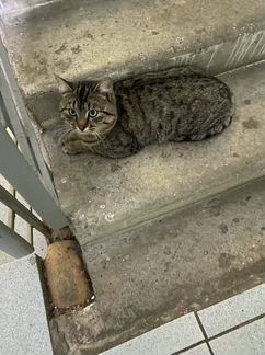 Потерянный кот, найден на Новой Риге