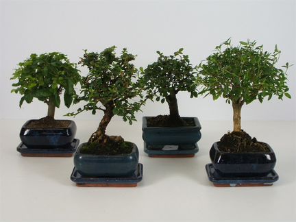 Бонсай к Новому Году, прекрасный подарок