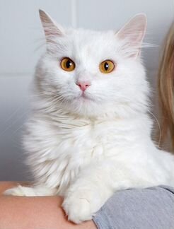 Ласковая кошка ищет дом