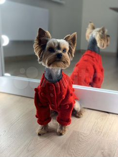 Одежда для собак