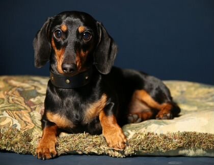 Художественное фото собак и кошек