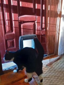 Кот бесплатно