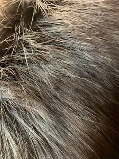 Пальто (пуховик)