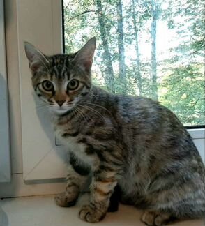 Котенок мальчик 5 месяцев ласковый