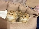 Британские котята золотая шиншилла объявление продам