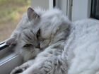 Взрослая персидская кошка ищет дом и добрые руки