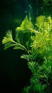 Удобрения для аквариумных растений