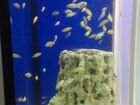 Рыбки еллоу,Фронтозы бурунди королева Таньганики объявление продам