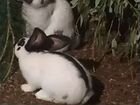 Кролики Немецкий пестрый великан (строкач) объявление продам