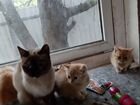 Кошки ищут дом объявление продам