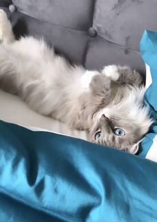 Невская маскарадная кошка