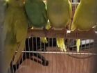 Птенцы волнистых попугайчиков
