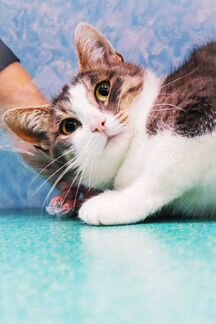Кошка ищет дом