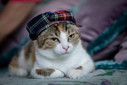 3-цветная кошка Василиса - самая преданная кошка