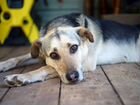 Собака Майя ищет дом объявление продам