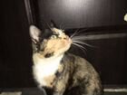 Трёхцветная ласковая кошка