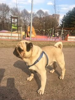 Не продаётсяВязка,кобель Локки.Для здоровья)