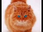Рыжего пушистого кота хочу