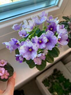 Фиалки Цветущие