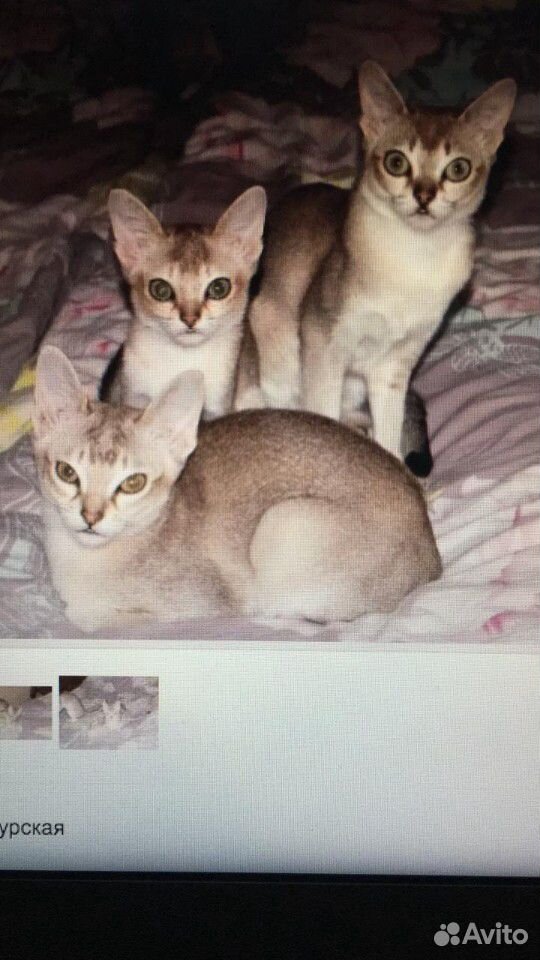 Сингапурские котята