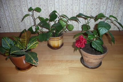 Кротон, гибискус, пеперомия