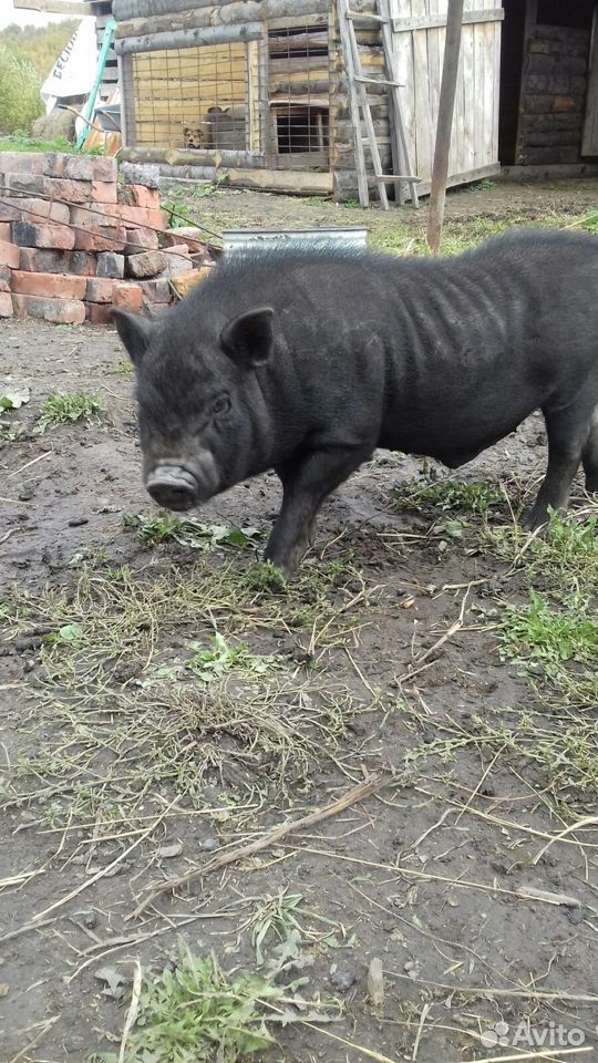 Sell or exchange pigs 89000554629 buy 3