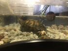 Красноухая Черепаха с аквариумом