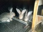 Кролики велканы серые белые агути возраст разный объявление продам